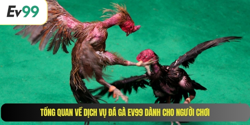Tổng quan về dịch vụ đá gà EV99 dành cho người chơi