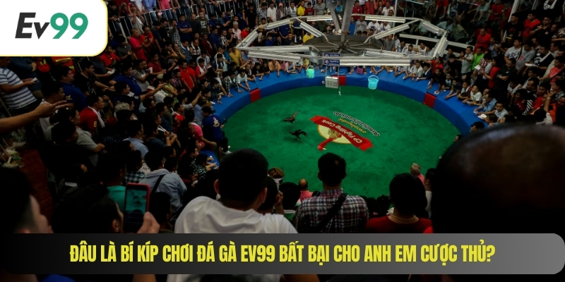 Đâu là bí kíp chơi đá gà EV99 bất bại cho anh em cược thủ?