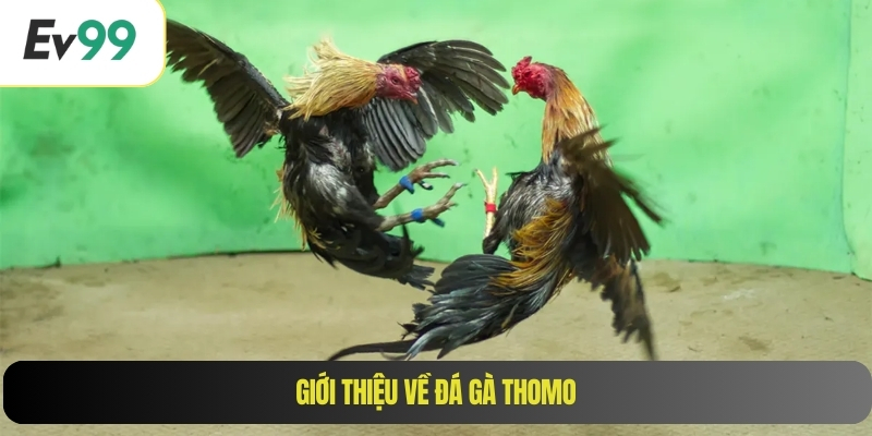 Giới thiệu về đá gà Thomo