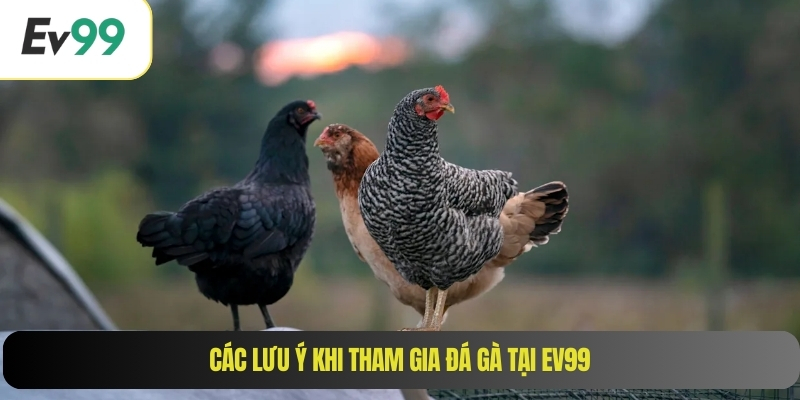 Các lưu ý khi tham gia đá gà tại EV99